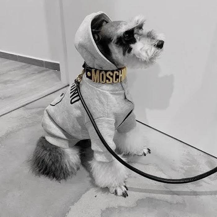 dog adidas jumpsuit