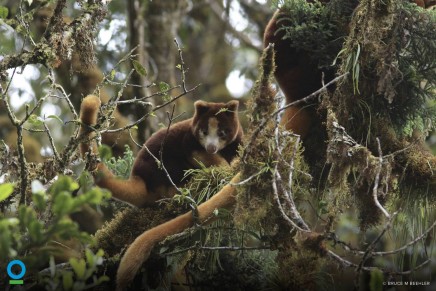 Global biodiversity targets won’t be met by 2020, scientists say