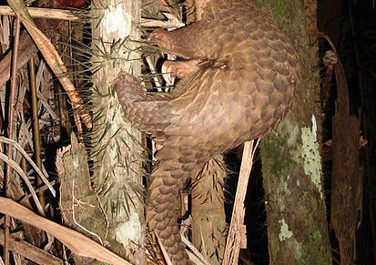 China hopes to take rare animals off the menu with tough jail sentences