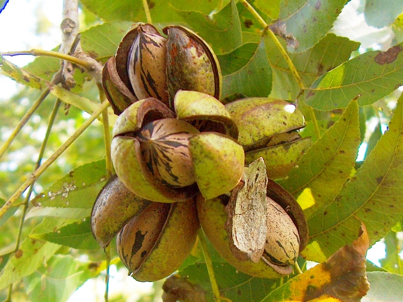 pecans - The best anti-aging foods that keep you young and active