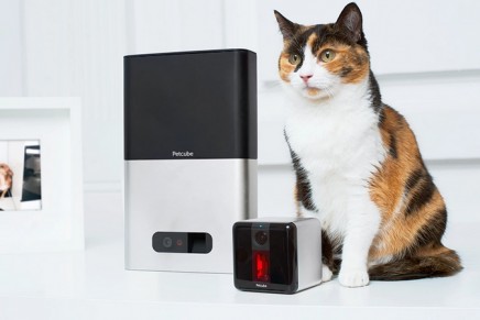 Six of the best gadgets for cats: goodbye analogue mog, hello cyber hepcat