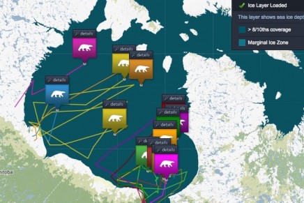 Polar bears face starvation as unlikely to adapt to a land-based diet, says report