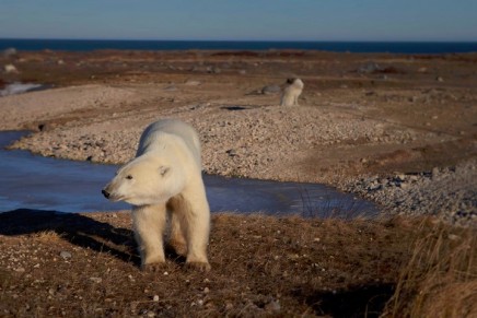 This is the polar bear capital of the world, but the snow has gone