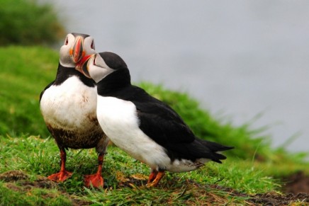 Green news roundup: Extreme heatwaves, the cooling problem and puffins in peril