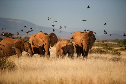 Good news for elephants: China’s legal ivory trade is ‘dying’ as prices fall