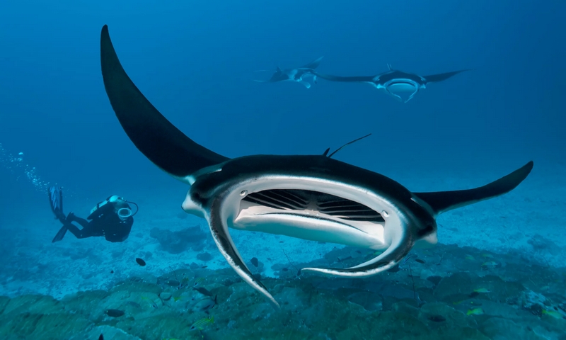 saved manta rays in peru