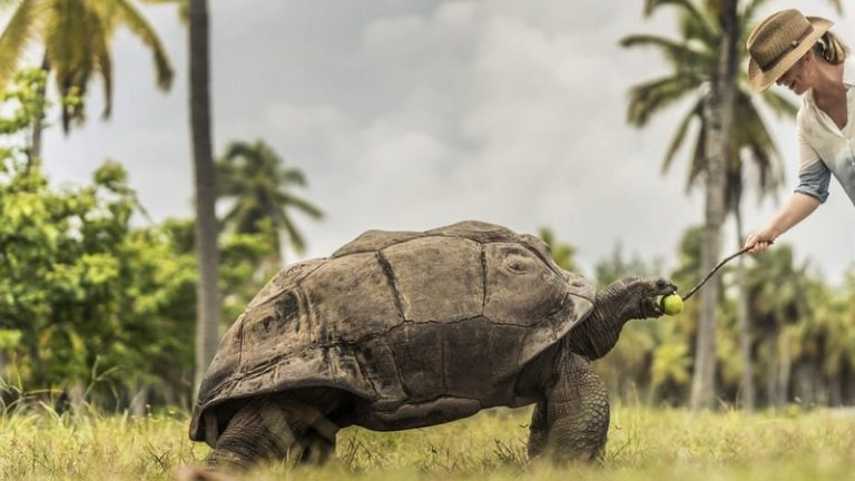 Luxury Recommendation