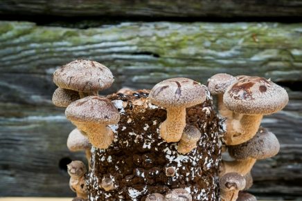 Shiitake happens: vegans fuel boom in exotic mushrooms