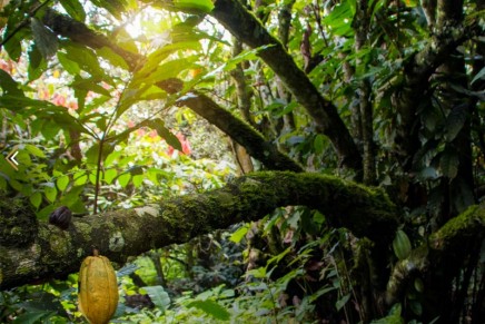 Stay on the Ecuador farm that produces the world’s most expensive chocolate