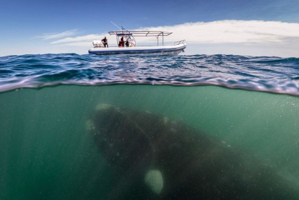 Revealed: whale-watching boats the greatest collision threat to whales