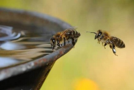 International Bee Day 2018: Everyone should contribute to the survival of bees